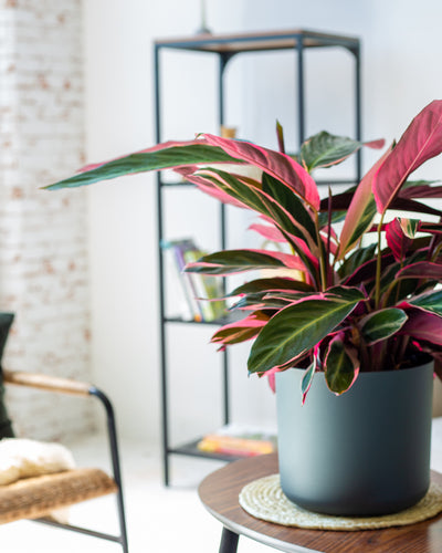 Eine Calathea Triostar steht auf einem Beistelltisch im Wohnzimmer.