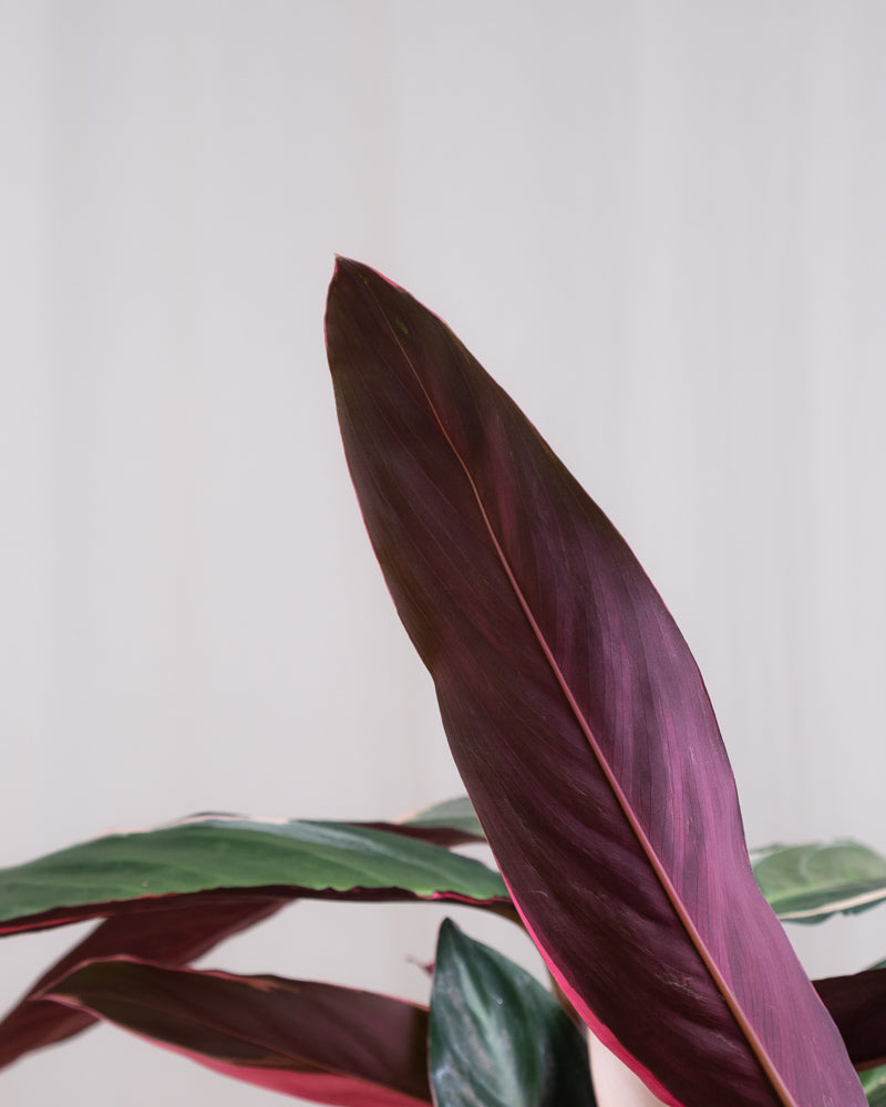 Nahaufnahme der Blätter einer Calathea Triostar.