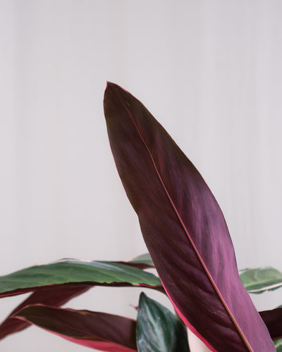Nahaufnahme der Blätter einer Calathea Triostar.