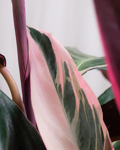 Nahaufnahme der Blätter einer Calathea Triostar.