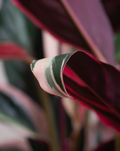 Nahaufnahme der Blätter einer Calathea Triostar.