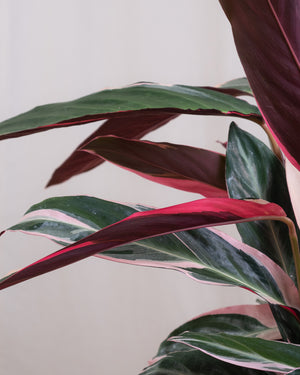 Nahaufnahme der Blätter einer Calathea Triostar.