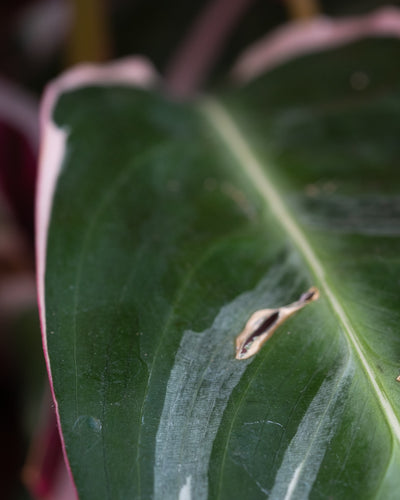 Nahaufnahme der Blätter einer Calathea Triostar.