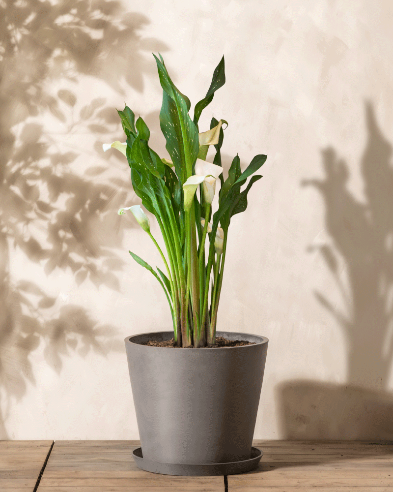 Die Calla (weiß), eine Zantedeschia im Topf, hat üppige grüne Blätter und elegante weiße Blüten in einem grauen Topf auf einer Holzoberfläche, mit sanften Schatten, die von der beigefarbenen Wand dahinter geworfen werden.