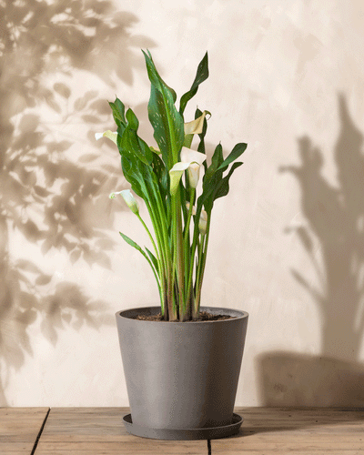 Die Calla (weiß), eine Zantedeschia im Topf, hat üppige grüne Blätter und elegante weiße Blüten in einem grauen Topf auf einer Holzoberfläche, mit sanften Schatten, die von der beigefarbenen Wand dahinter geworfen werden.