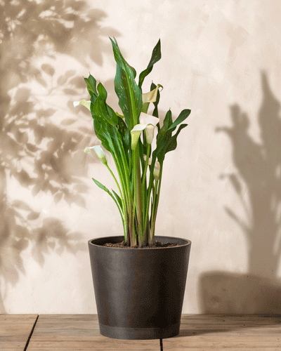 Die Calla (weiß) mit ihren glänzend grünen Blättern und weißen Blüten ruht auf einer Holzoberfläche. Ihr Schatten tanzt sanft auf der hellen Wand dahinter.