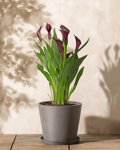 Ein grauer Topf auf Holzuntergrund beherbergt eine leuchtende Calla (Veilchen) mit dunkelvioletten Blüten und grünen Blättern. Weiche Schatten auf dem beigen Hintergrund unterstreichen ihre zarte Erscheinung.