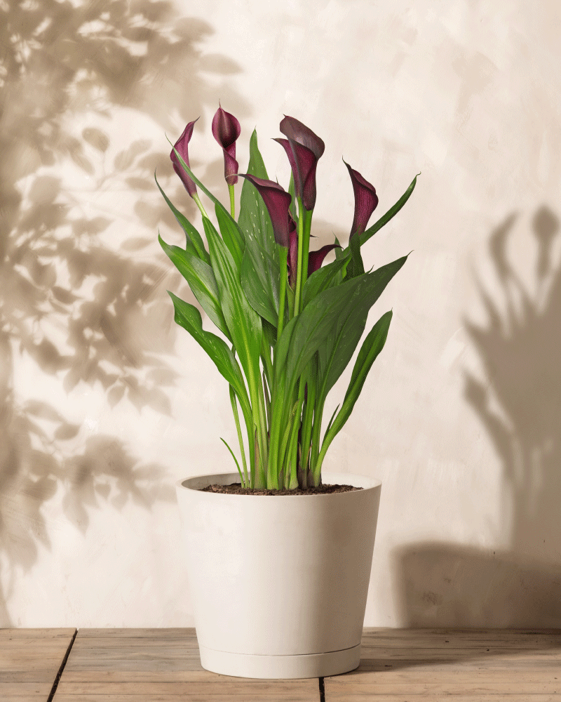 Eine Calla (violett) Topfpflanze mit hohen, eleganten grünen Blättern und tiefvioletten Lilien steht auf einer Holzoberfläche. Weiche Schatten der Blätter in der Nähe werden auf eine helle Wand im Hintergrund geworfen.