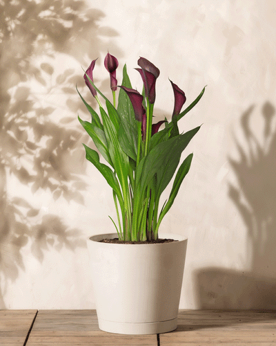 Eine Calla (violett) Topfpflanze mit hohen, eleganten grünen Blättern und tiefvioletten Lilien steht auf einer Holzoberfläche. Weiche Schatten der Blätter in der Nähe werden auf eine helle Wand im Hintergrund geworfen.