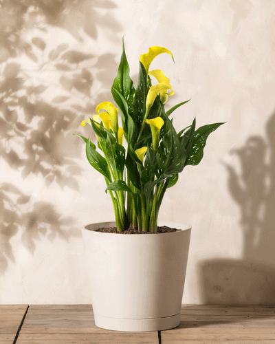 Ein weißer Topf mit einer Calla (gelb) steht auf einer Holzoberfläche und präsentiert ihre leuchtend goldgelben Blüten und glänzend grünen Blätter. Die Schatten der Pflanze tanzen elegant auf der hellen Wand im Hintergrund.