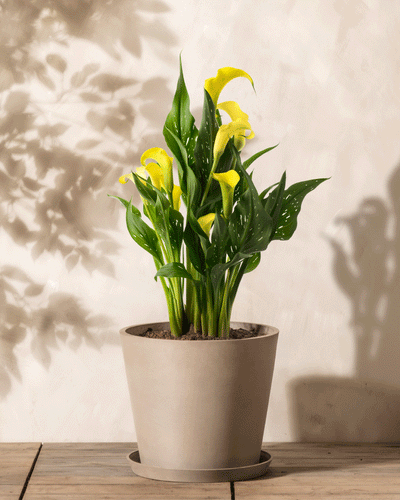 Eine Calla (gelb) mit leuchtend goldenen Blüten und üppigen grünen Blättern steht in einem einfachen beigen Topf auf einer Holzoberfläche vor einem hellen, strukturierten Hintergrund, auf den die Blätter einen eleganten Schatten werfen.