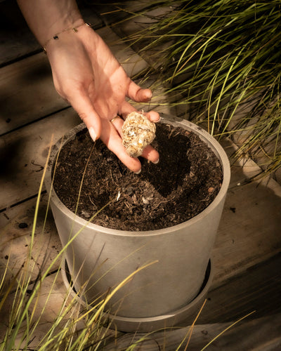 Eine Hand hält eine Blumenzwiebel über einem Topf mit Erde, umgeben von grünem Gras. Weiche Lichtschatten erzeugen eine warme, natürliche Atmosphäre auf der Holzoberfläche – ideal für die Pflege der eleganten Calla (Veilchen).