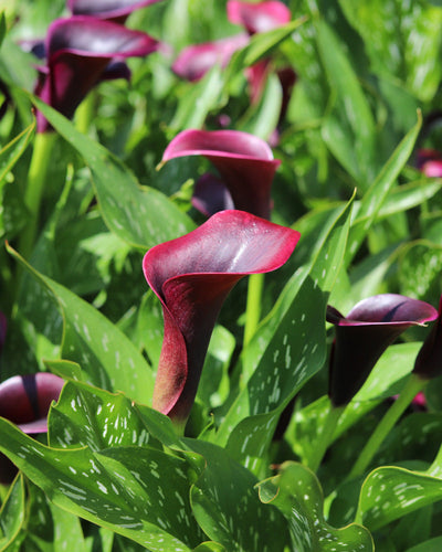 Eine Gruppe tiefburgunderfarbener Calla-Lilien (Violett) mit glänzenden, weiß gesprenkelten Blättern sorgt in einer Gartenumgebung für einen atemberaubenden Kontrast und wird von einem robusten unterirdischen Rhizom genährt.