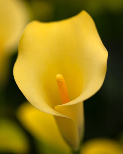 Nahaufnahme einer Calla-Blume (gelb), die ihr glatt geschwungenes Blütenblatt und den markanten gelben Kolben vor einem leicht unscharfen Hintergrund zeigt und die Essenz ihrer exquisiten goldgelben Blüten hervorhebt.