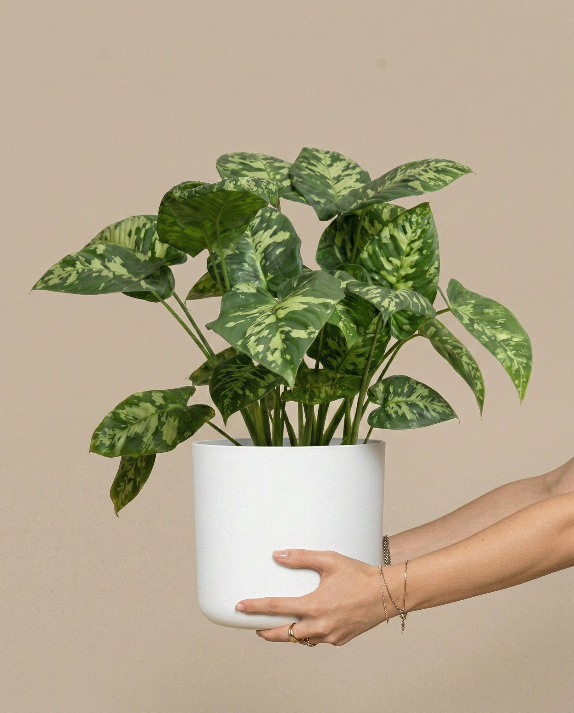 Eine hellhäutige Person hält einen weißen Topf mit einer üppig grünen Homalomena 'Candid' mit bunten Blättern vor einem einfarbig beigen Hintergrund.
