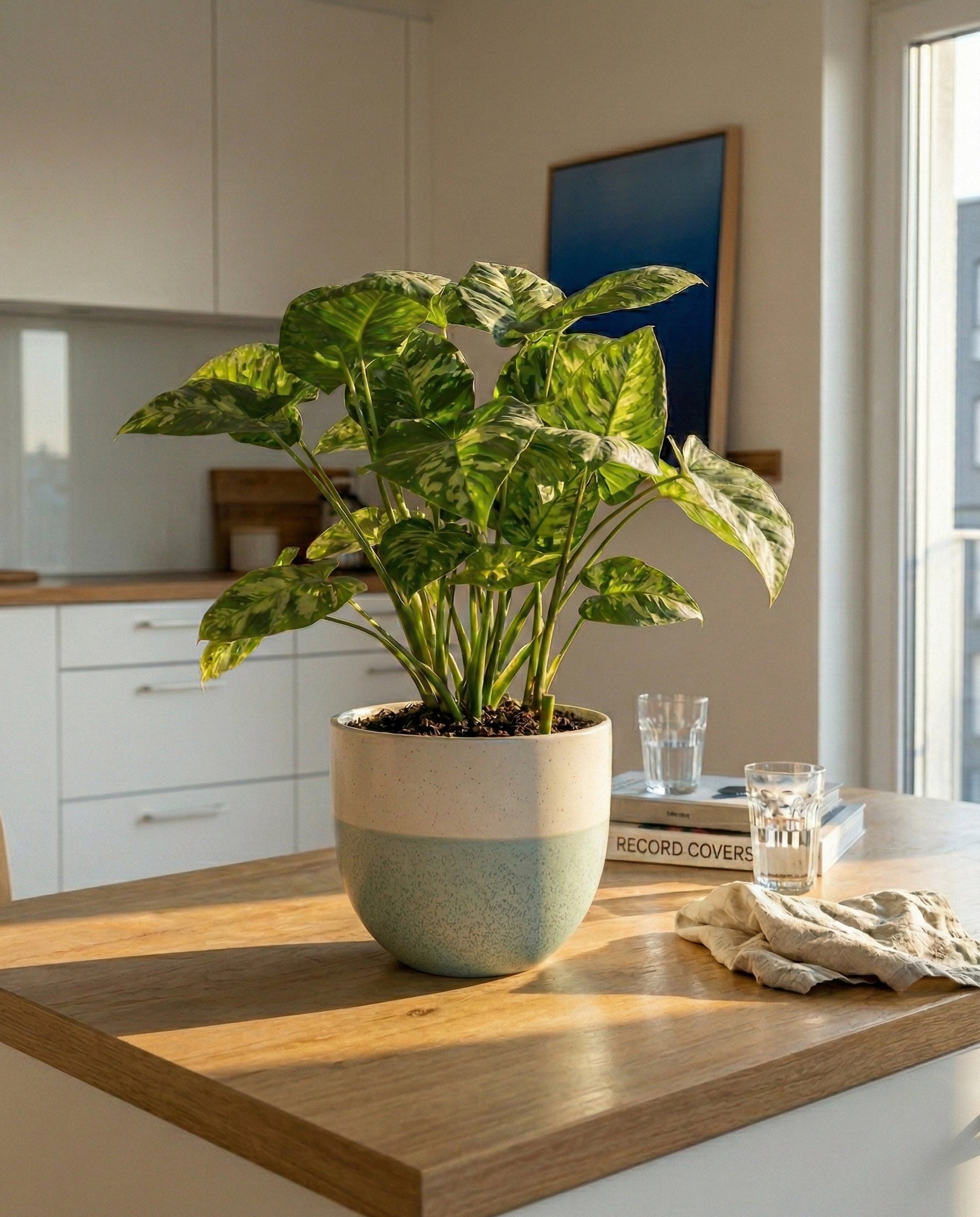 Eine grün getopfte Homalomena 'Candid' steht auf einem hölzernen Küchentisch in einer sonnendurchfluteten modernen Küche, umgeben von zwei Gläsern Wasser, einer Zeitschrift und einem hellen Tuch.