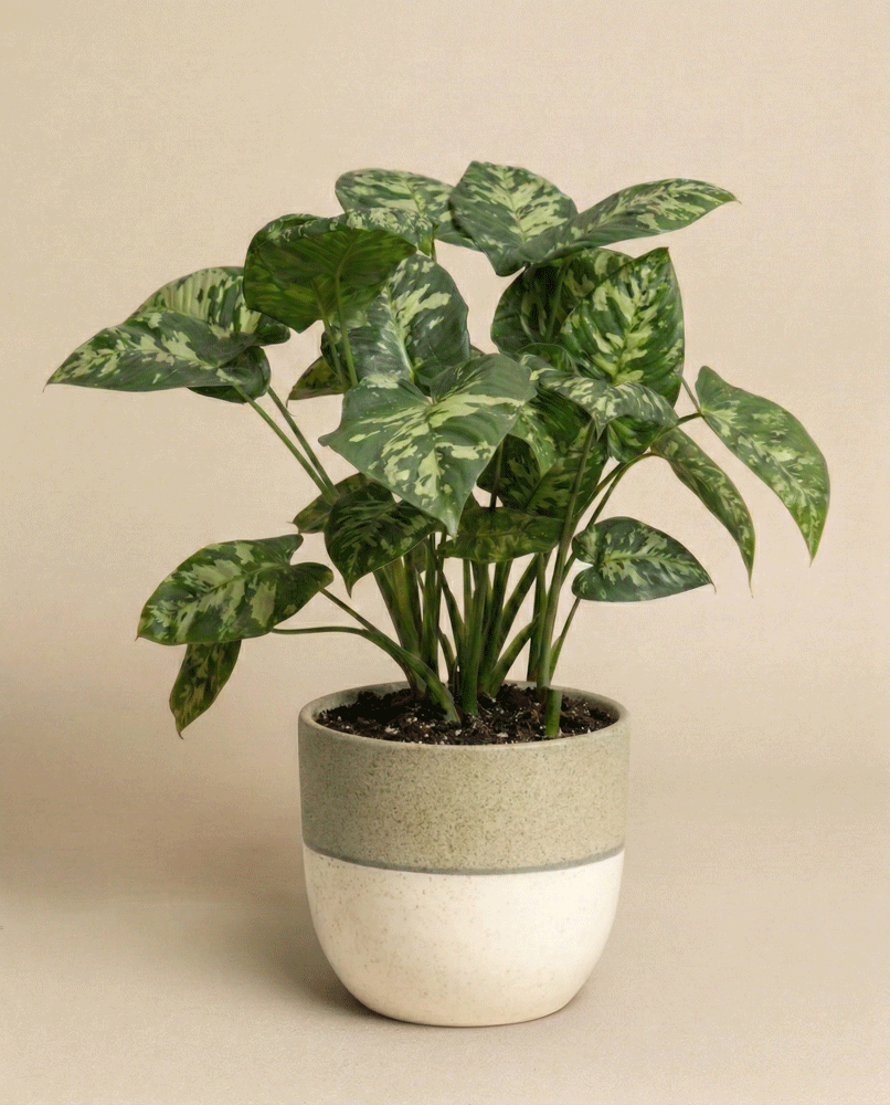 Eine Homalomena 'Candid' Zimmerpflanze mit breiten, hell- und dunkelgrünen Blättern sitzt in einem beige-weißen Keramiktopf vor einem einfarbig beigen Hintergrund.