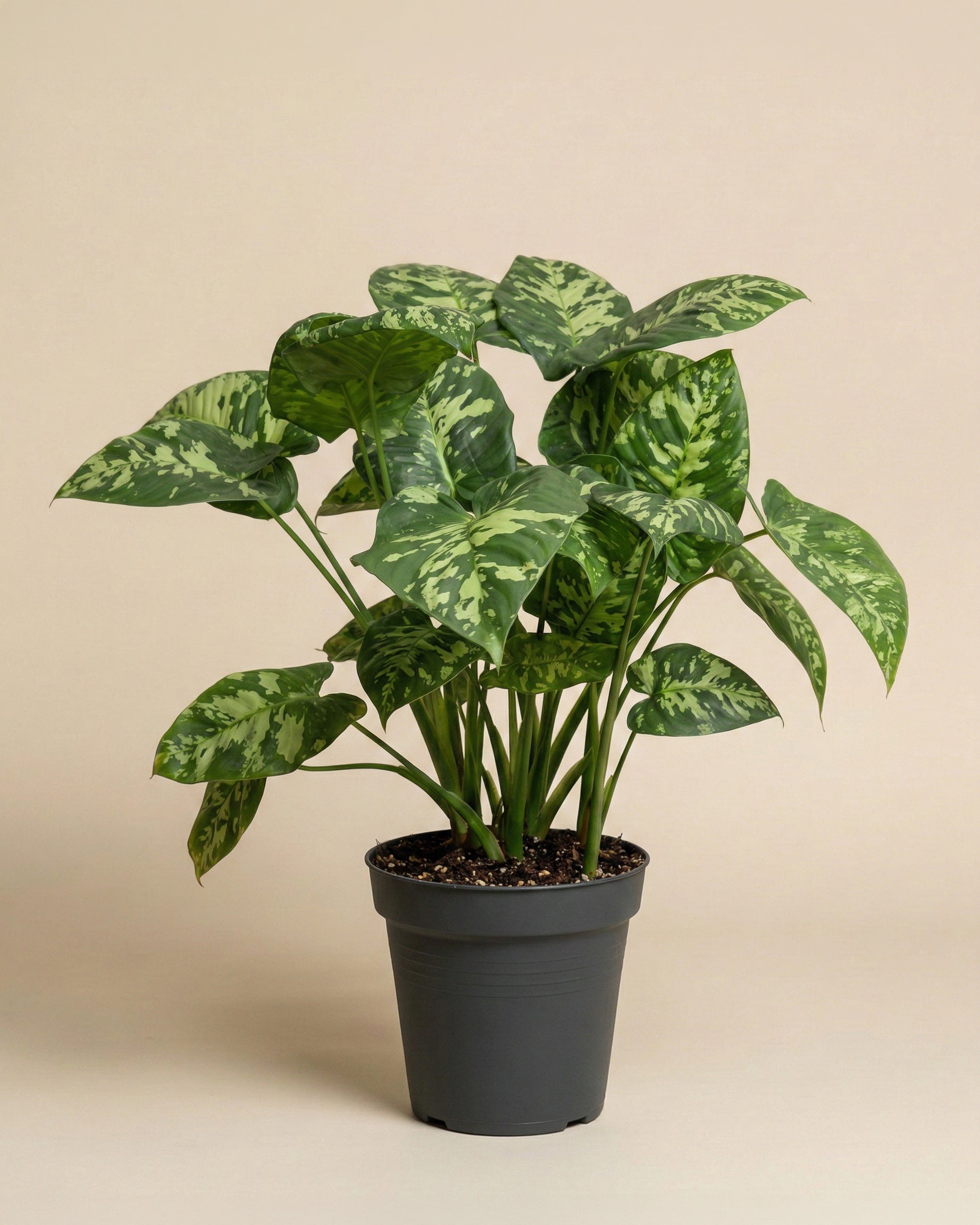 Eine getopfte Homalomena 'Candid', eine auffällige Zimmerpflanze mit breiten, panaschierten grünen Blättern in hellen und dunklen Mustern, wird vor einem einfarbig beigen Hintergrund gezeigt.