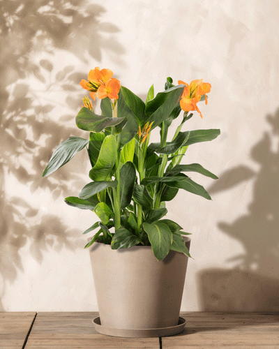 Eine Topf-Canna (Rosa) mit leuchtend orangefarbenen Blüten und üppig grünen Blättern steht in einem beigen Topf auf einer Holzoberfläche. Diese pflegeleichte Blühpflanze gedeiht vor der hellen, neutralen Wand und wirft weiche Schatten.