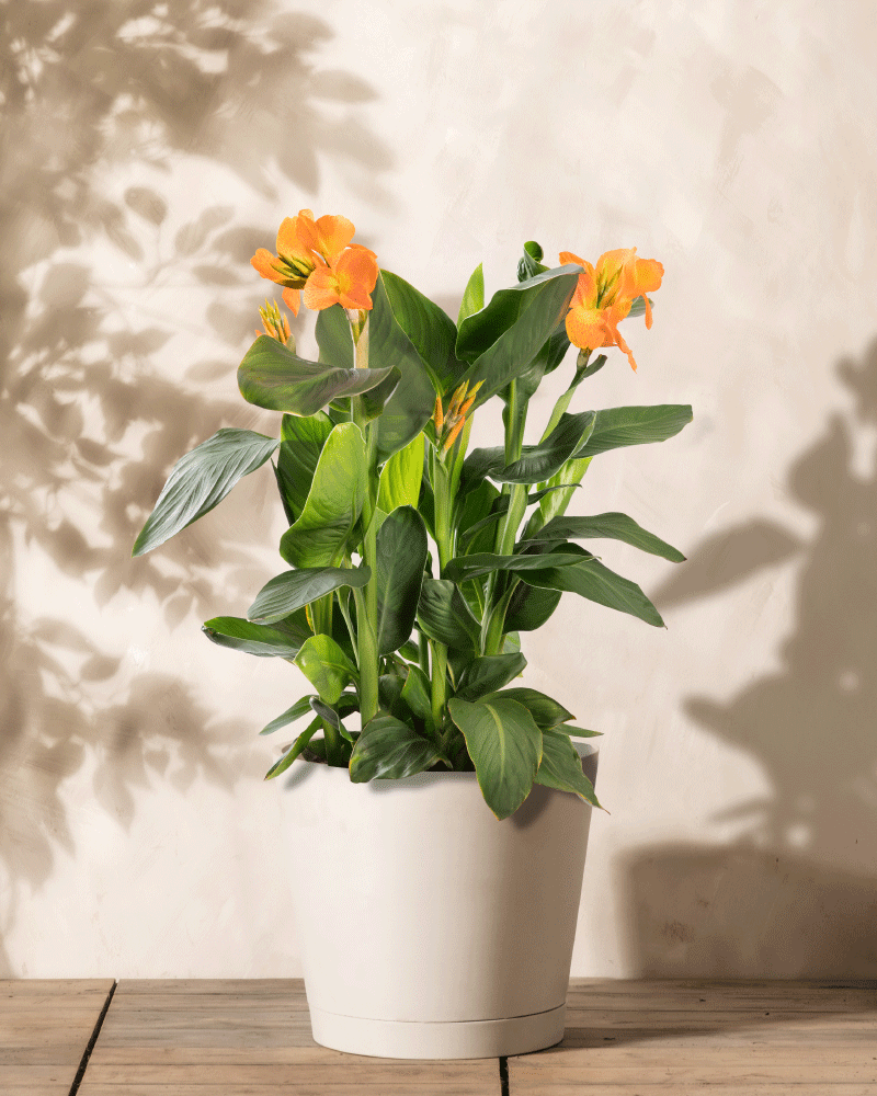 Rosa Canna | Blumenrohr | Knollen zum Setzen von feey 🌸 – feey GmbH