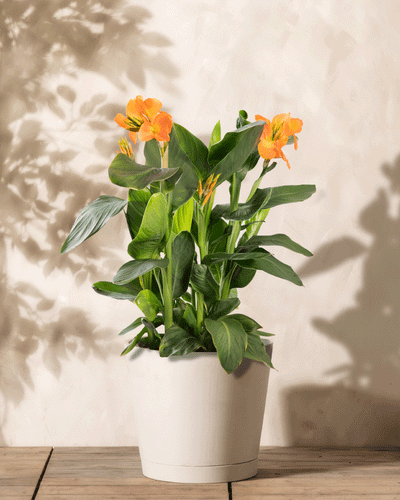 Eine pflegeleichte Canna (Rosa) mit leuchtend orangefarbenen Blüten und üppigen grünen Blättern steht auf einer Holzoberfläche und wirft weiche Schatten auf einen beigen Hintergrund für eine heitere und natürliche Atmosphäre.
