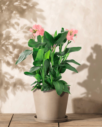 Eine Canna (rosa) mit breiten grünen Blättern steht in einem beigen Topf auf einer Holzoberfläche. Die Schatten der Blätter auf der hellen Wand verleihen dieser ruhigen Szene Tiefe.