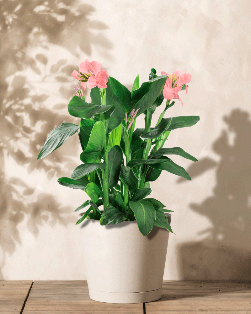 Eine leuchtende Canna (pink) mit breiten grünen Blättern und mehreren rosa Blüten steht auf einer Holzoberfläche und wirft weiche Schatten auf die helle Wand im Hintergrund, um ihre natürliche Schönheit zu unterstreichen.