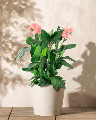 Eine leuchtende Canna (pink) mit breiten grünen Blättern und mehreren rosa Blüten steht auf einer Holzoberfläche und wirft weiche Schatten auf die helle Wand im Hintergrund, um ihre natürliche Schönheit zu unterstreichen.
