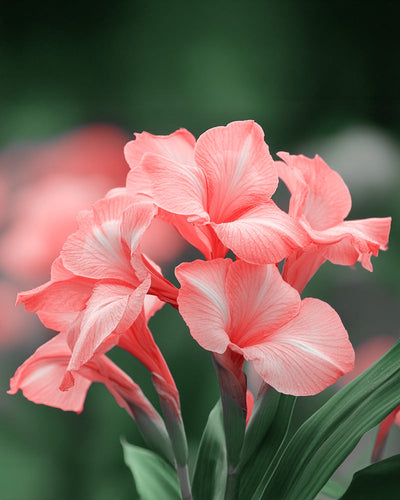 Zarte rosa Canna-Blüten mit weichen, gewellten Blütenblättern blühen leuchtend vor einem verschwommenen grünen Hintergrund. Diese eleganten Blüten der Familie der Blumenrohrgewächse sitzen an schlanken grünen Stielen und Blättern.