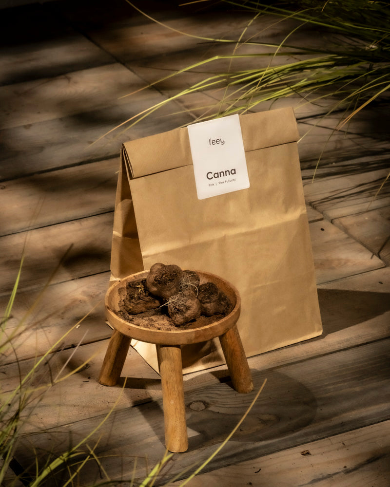 Eine braune Papiertüte mit der Aufschrift „Canna (pink)“ liegt auf einer Holzfläche. Daneben steht ein kleiner Holzhocker, auf dem mehrere runde, dunkle Knollen stehen. Im Hintergrund ragen dünne Grashalme hervor, deren Sonnenlicht weiche Schatten wirft.