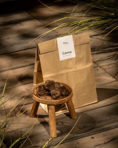 Eine braune Papiertüte mit der Aufschrift „Canna (pink)“ liegt auf einer Holzfläche. Daneben steht ein kleiner Holzhocker, auf dem mehrere runde, dunkle Knollen stehen. Im Hintergrund ragen dünne Grashalme hervor, deren Sonnenlicht weiche Schatten wirft.