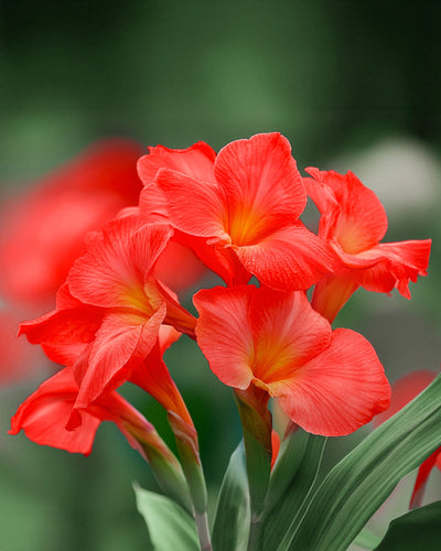 Nahaufnahme leuchtender Canna-Blüten (Canna) mit gelbem Kern vor einem verschwommenen grünen Hintergrund. Die üppigen Blütenblätter ruhen auf dicken grünen Blättern, die aus dem Rhizom sprießen und einen markanten Kontrast zum umgebenden Laub bilden.
