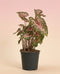 Ein getöpfertes Caladium 'Carolyn Whorton' mit großen, herzförmigen grünen Blättern, die durch rosa und weiße Muster hervorgehoben werden, steht vor einem Hintergrund mit zartem rosa und beigem Farbverlauf.