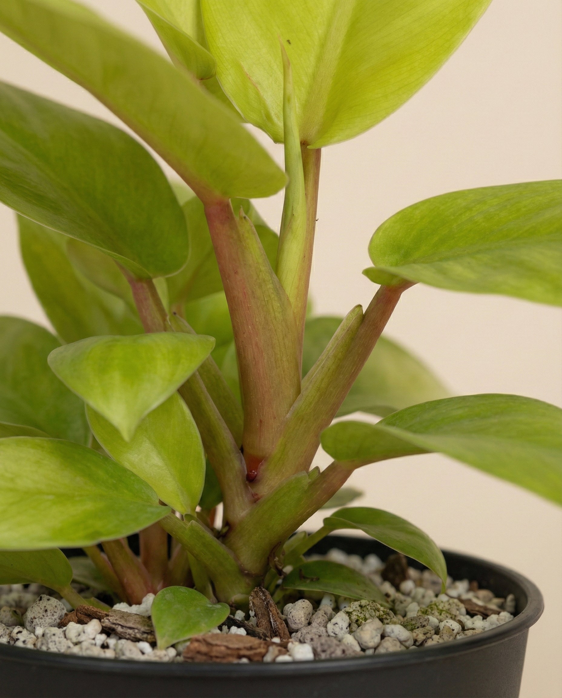 Nahaufnahme eines Philodendron 'Ceylon Gold' - mit dicken, hellgrünen Blättern und kräftigen Stängeln in einem schwarzen Topf mit Erde und weißen Kieselsteinen vor einem schlichten, neutralen Hintergrund.