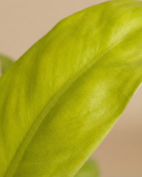 Eine Nahaufnahme eines leuchtenden Philodendron 'Ceylon Gold' - das feingliedrige Blatt hebt seine glatte Textur und die feinen Adern vor einem weichen, neutralen Hintergrund hervor - ideal für Fans einzigartiger Zimmerpflanzen und Baumfreund-Sorten.