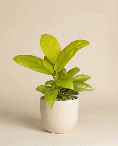Ein kompakter Philodendron 'Ceylon Gold' - feey mit breiten grünen Blättern wird in einem einfachen weißen Keramiktopf vor einem schlichten beigen Hintergrund präsentiert.