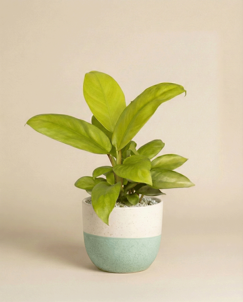 Ein kleiner Philodendron 'Ceylon Gold' - fey mit breiten Blättern in einem weißen und hellblauen Keramiktopf, vor einem schlichten beigen Hintergrund.