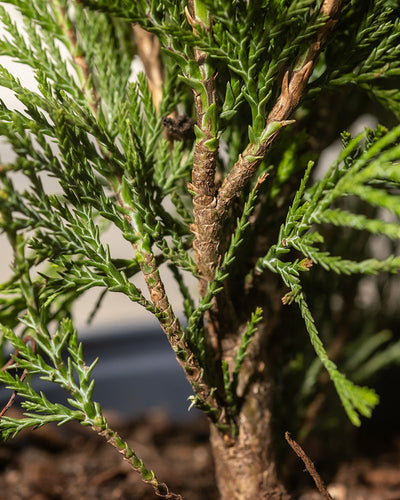 Nahaufnahme eines Miniatur-Bonsai-Baums, genauer gesagt Scheinzypresse „Ellwood's Empire“, mit detailliertem Laub und strukturierter Rinde. Die Chamaecyparis lawsoniana hat leuchtend grüne Blätter und einen braunen Stamm vor einem neutralen Hintergrund. Der Fokus liegt auf den komplizierten Details der Zweige und Blätter.