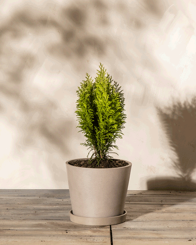 Eine kleine immergrüne Topfpflanze steht in einem Kunststoff-Pflanzkübel (Amsterdam | 20 cm ⌀) auf einer Holzoberfläche. Die Pflanze ist hellgrün und hat zwei Hauptäste. Sanftes Sonnenlicht wirft Schatten auf die cremefarbene Wand und Oberfläche hinter dem Topf und schafft so eine ruhige und minimalistische Szene.