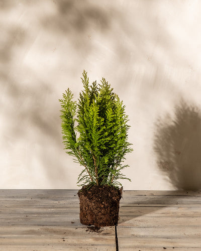 Ein kleiner grüner Nadelbaum, bekannt als Scheinzypresse 'Ellwood's Empire' (Chamaecyparis lawsoniana), mit sichtbarer Erde um seine Wurzeln, steht auf einer hellen Holzoberfläche vor einem schlichten beigen Hintergrund. Auf den Hintergrund werden weiche Schatten geworfen.
