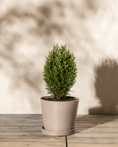 Ein kleiner grüner Strauch, beispielsweise eine Scheinzypresse 'Snow White', in einem beigen Pflanzgefäß steht auf einer Holzfläche vor einem hellen Hintergrund. Die Pflanze wirft einen sanften Schatten auf die dahinterliegende Wand.
