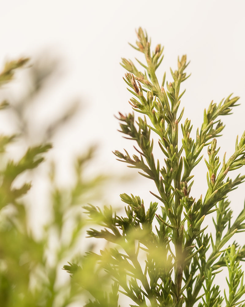 Nahaufnahme von grünen Zweigen der Chamaecyparis lawsoniana vor einem weichen, hellen Hintergrund. Die Zweige sind mit nadelartigen Blättern und Knospen versehen, und der unscharfe Hintergrund verleiht dem Bild Tiefe und hebt das leuchtende Grün der Scheinzypresse „Stardust“ im Vordergrund hervor.
