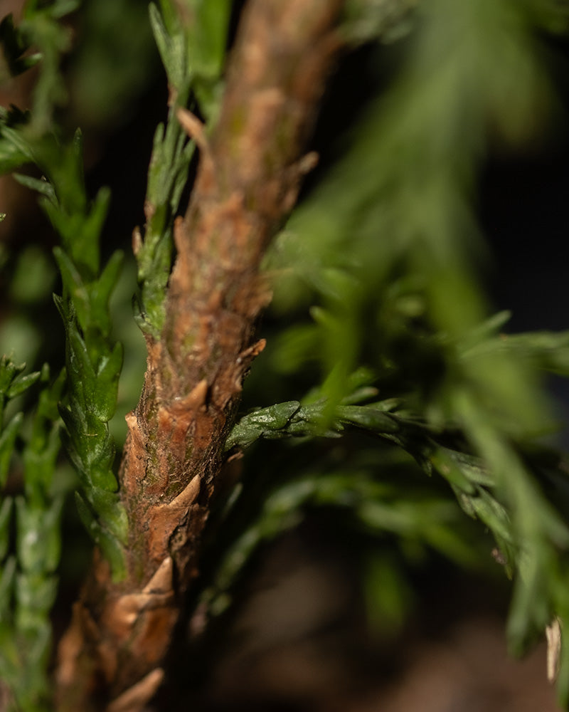Scheinzypresse 'Stardust'
