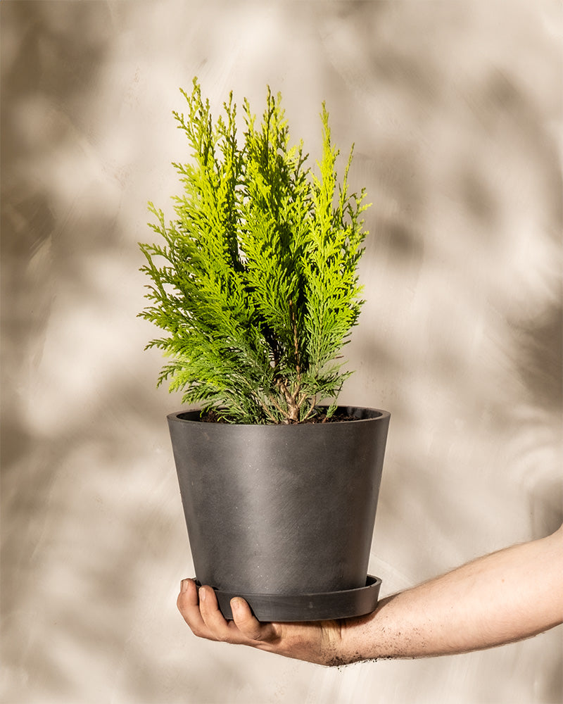 Eine Person hält einen schwarzen Blumentopf mit einem kleinen, leuchtend grünen Scheinzypresse-Baum 'Stardust'. Der Hintergrund ist unscharf, wodurch ein subtiler, neutraler Ton entsteht, der die Textur der immergrünen Blätter hervorhebt. Nur der Unterarm der Person ist sichtbar.