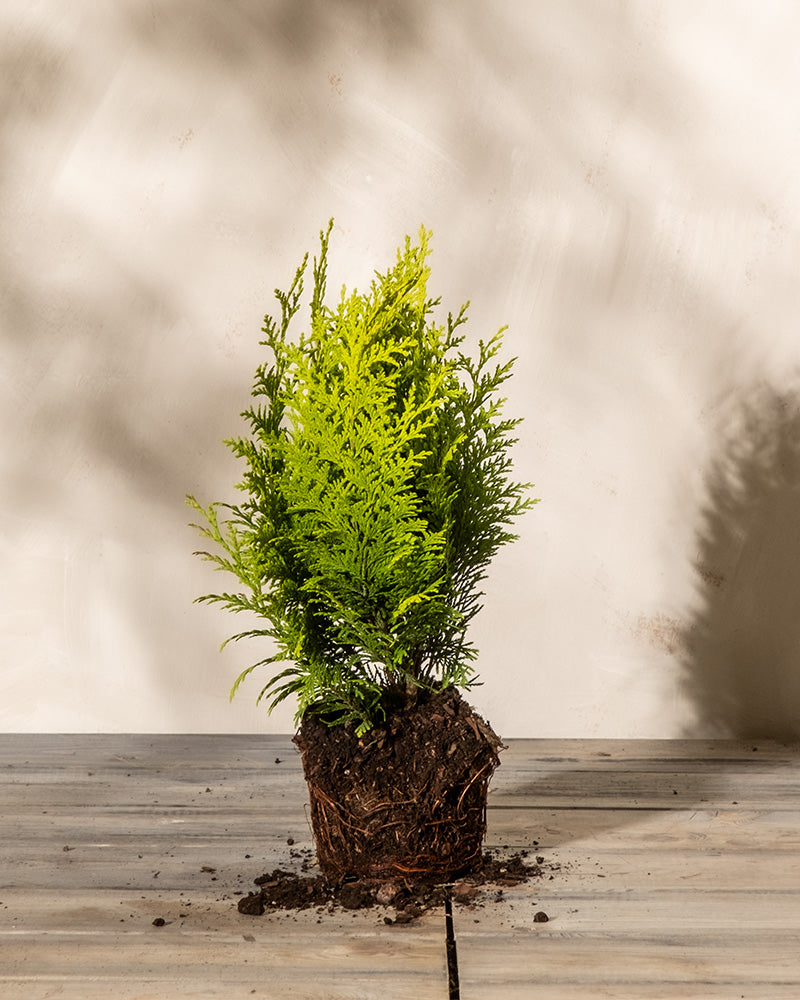 Eine kleine Scheinzypresse „Stardust“ im Topf mit freiliegenden Wurzeln steht auf einer Holzoberfläche. Der Baum hat leuchtend grünes, dünnes Laub und wirft einen Schatten auf die helle Hintergrundwand dahinter, was der Komposition ein natürliches und ruhiges Gefühl verleiht.