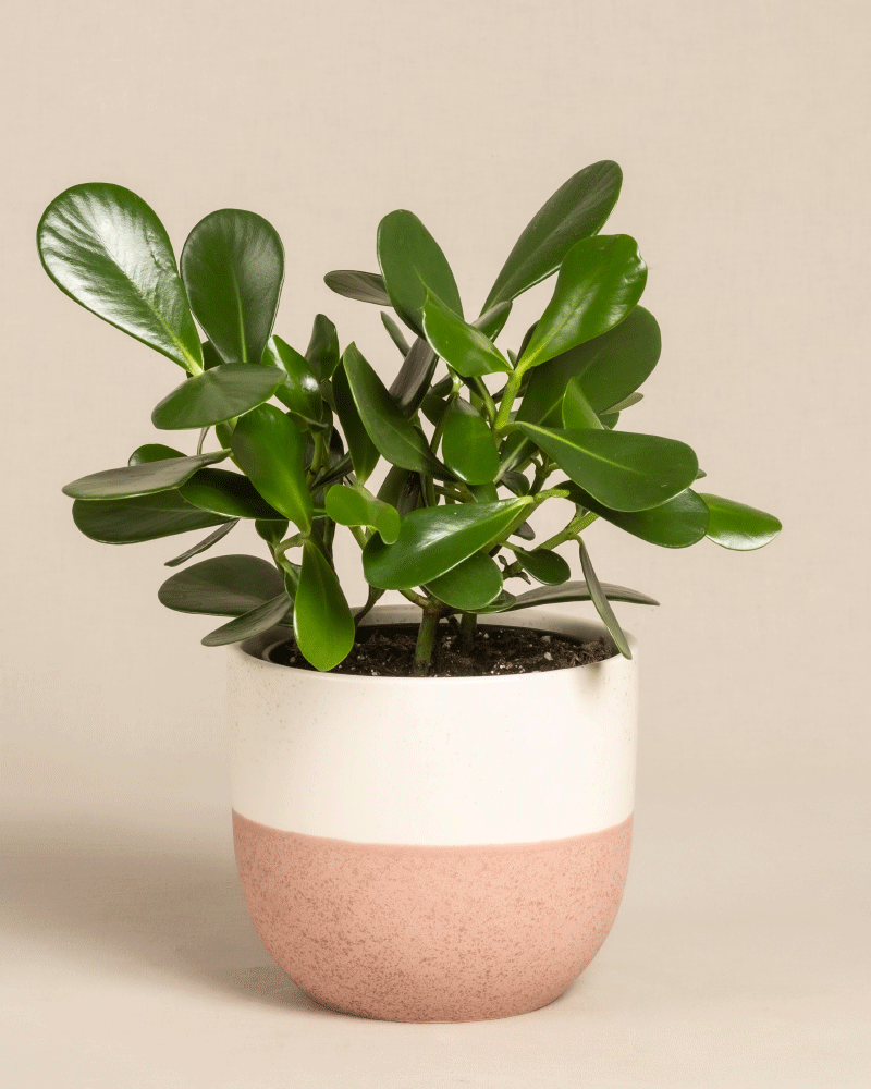 Die Clusia rosea „Princess“ mit ihren dicken, glänzenden Blättern in einem weiß-rosa Keramiktopf verleiht jedem neutralen Dekor Charme. Diese pflegeleichte Pflanze eignet sich perfekt für eine mühelose Begrünung im Innenbereich.