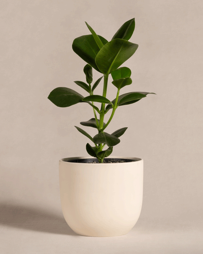 eine Clusia Rosea Princess in einem 'Direito' Topf