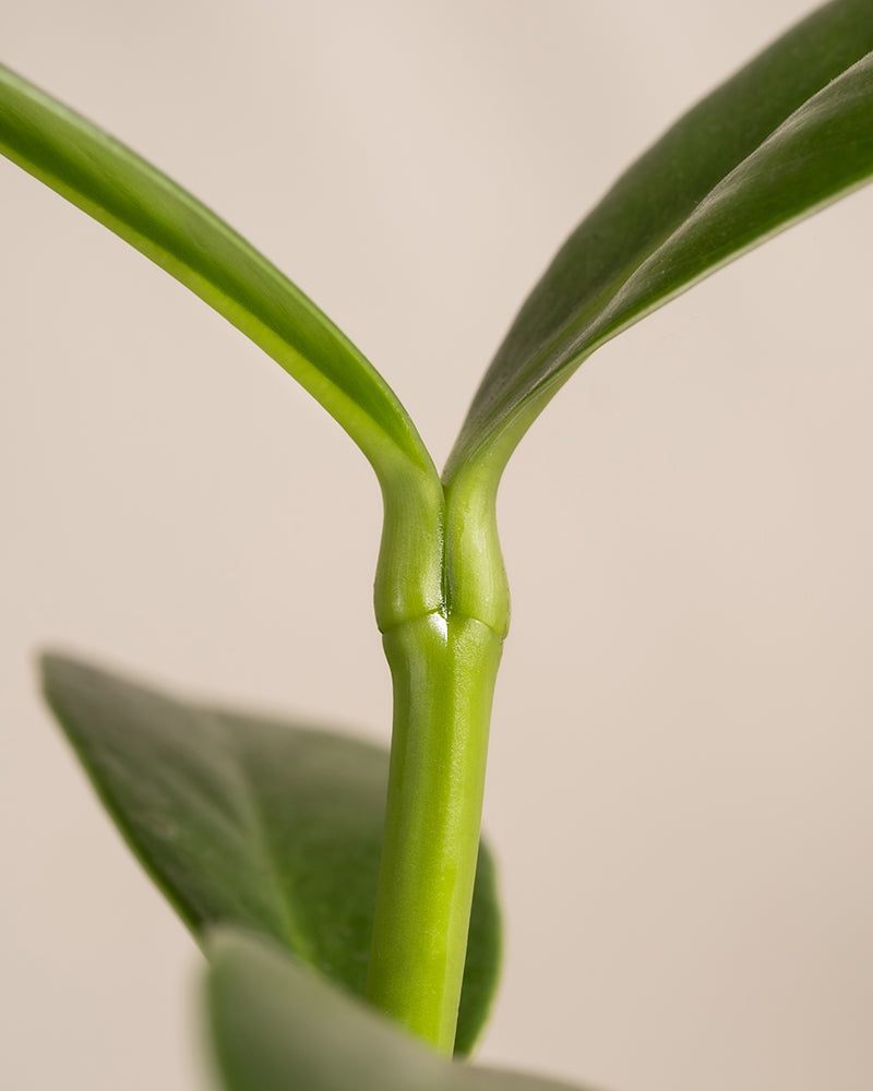 Detailaufnahme einer Clusia Rosea Princess
