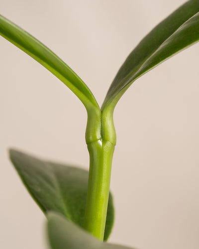 Detailaufnahme einer Clusia Rosea Princess