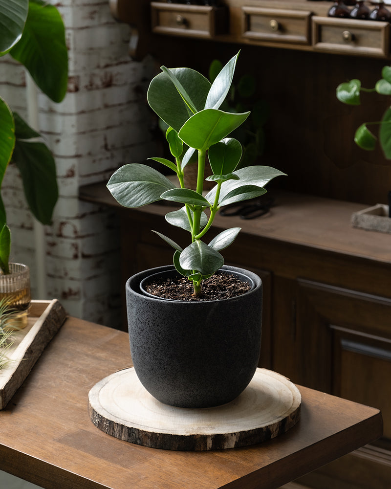 Clusia rosea 'Princess' im Wohnzimmer